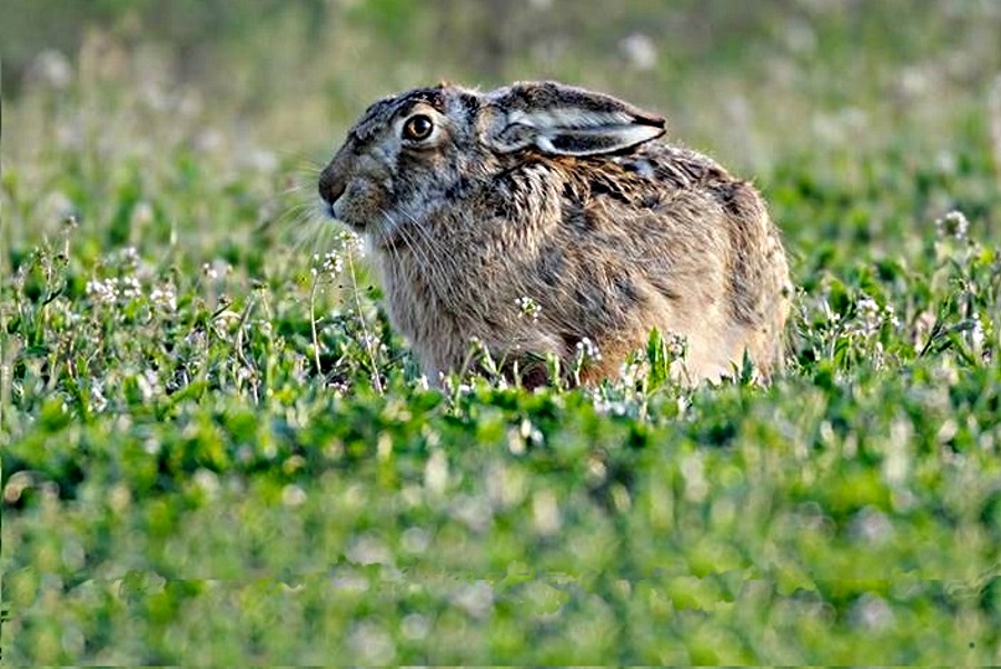 Bestandesentwicklung der Feldhasen in der Unterägerer Allmig 