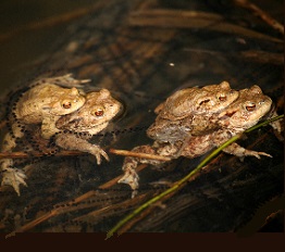 Bestandesentwicklung der Erdkröte