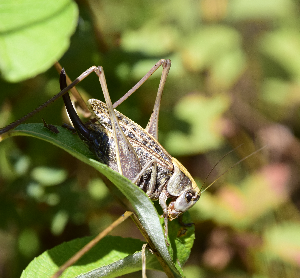 Bestandesentwicklung des Warzenbeissers