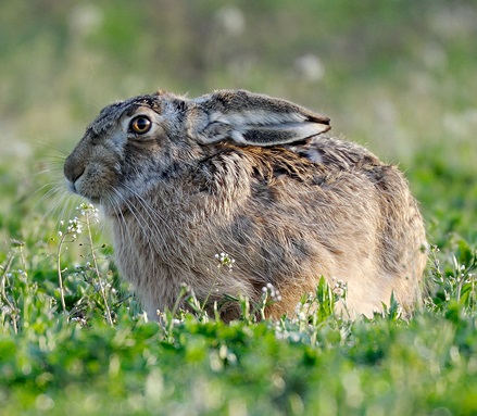 Bestandesentwicklung Hase